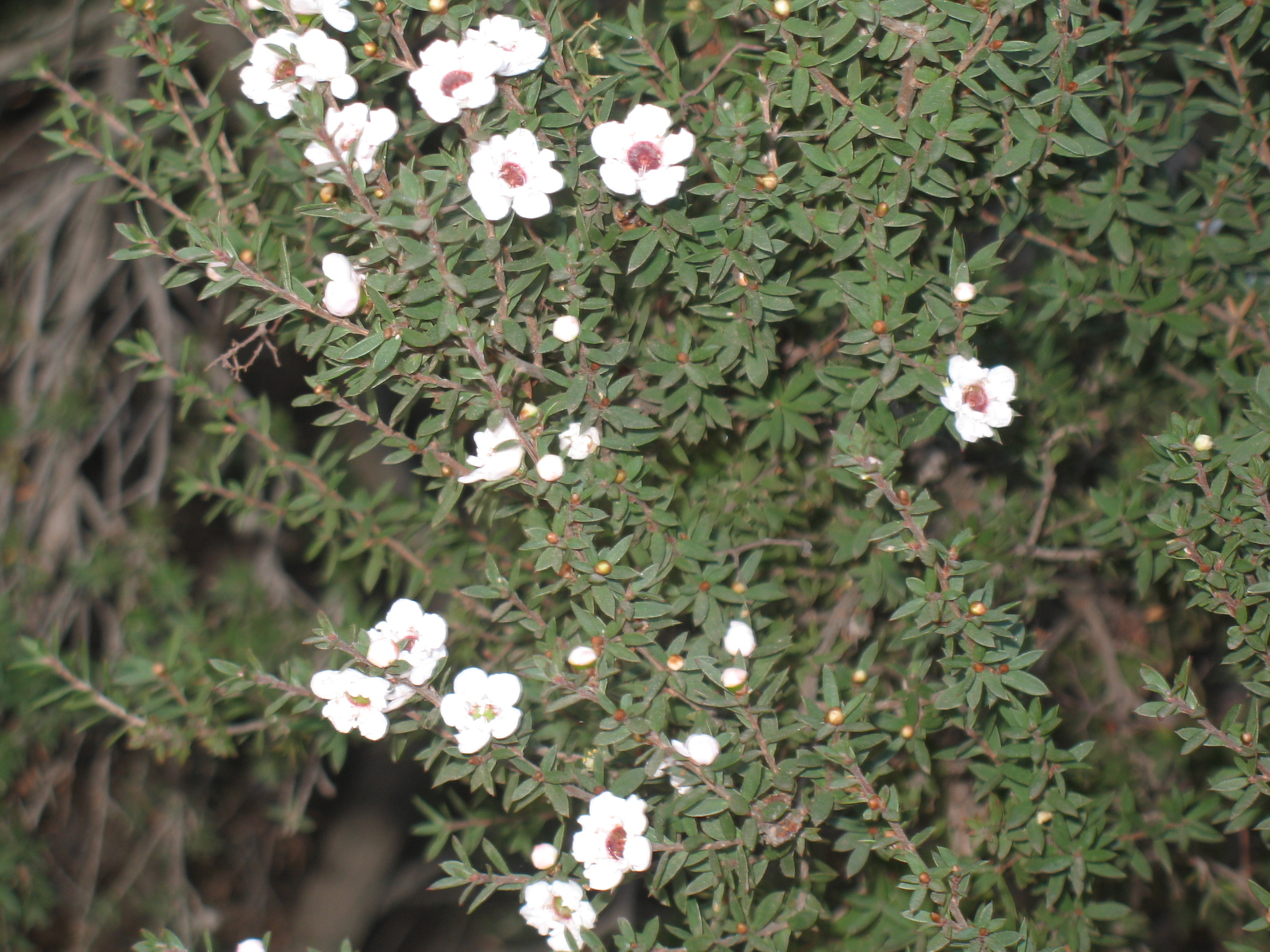 Online Plant Guide Leptospermum scoparium 'Snow White' / New Zealand